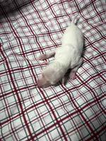 processed/a57ee935-70d6-4347-a04a-67e8d80a004c/listing/cbb80607-d6fc-4717-be7b-546c79b64665/6a594b79-a7f8-412a-9ab3-393a4db8ee83