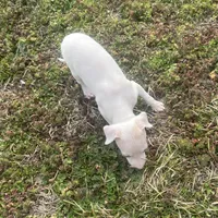 “Alexis”, a female Italian Greyhound for sale in Norwood, MO – Photo 5 of 10