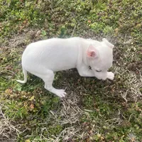 “Alexis”, a female Italian Greyhound for sale in Norwood, MO – Photo 10 of 10
