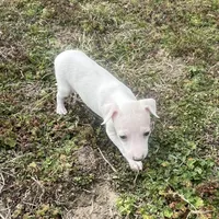 “Alexis”, a female Italian Greyhound for sale in Norwood, MO – Photo 4 of 10