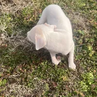 “Alexis”, a female Italian Greyhound for sale in Norwood, MO – Photo 3 of 10