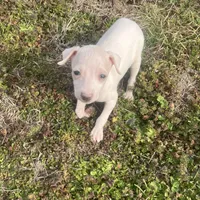 “Alexis”, a female Italian Greyhound for sale in Norwood, MO – Photo 9 of 10