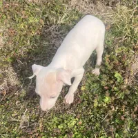 “Alexis”, a female Italian Greyhound for sale in Norwood, MO – Photo 1 of 10