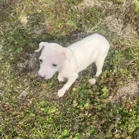 “Alexis”, a female Italian Greyhound for sale in Norwood, MO – Photo 7 of 10