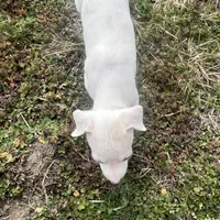 “Alexis”, a female Italian Greyhound for sale in Norwood, MO – Photo 2 of 10