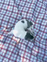 “Benji”, a male Italian Greyhound for sale in Norwood, MO – 10 of 10