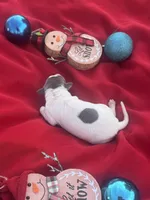 Jake, a male Italian Greyhound for sale in Norwood, MO – 1 of 10