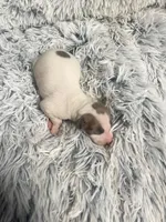 Howie, a male Italian Greyhound for sale in Norwood, MO – 2 of 7