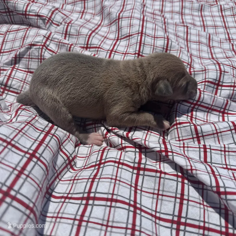 Jaxson – Italian Greyhound puppy for sale in Norwood, MO