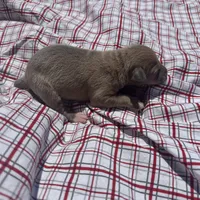 Jaxson, a male Italian Greyhound for sale in Norwood, MO – 1 of 8