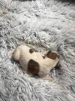 Frankie, a male Italian Greyhound for sale in Norwood, MO – 4 of 8