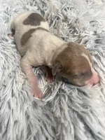 Benji, a male Italian Greyhound for sale in Norwood, MO – 8 of 8