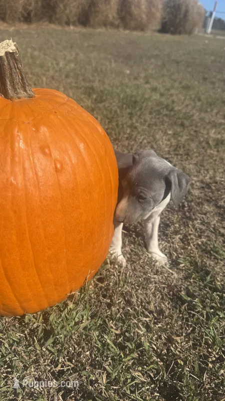 Zeus – Italian Greyhound puppy for sale in Norwood, MO