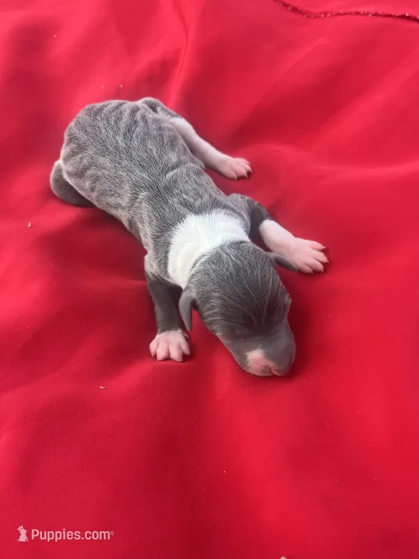 Bell – Italian Greyhound puppy for sale in Norwood, MO