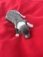 Bell, a female Italian Greyhound for sale in Norwood, MO – 1 of 7