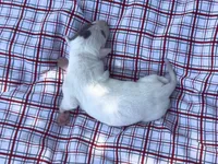 “Lilly”, a female Italian Greyhound for sale in Norwood, MO – 2 of 7