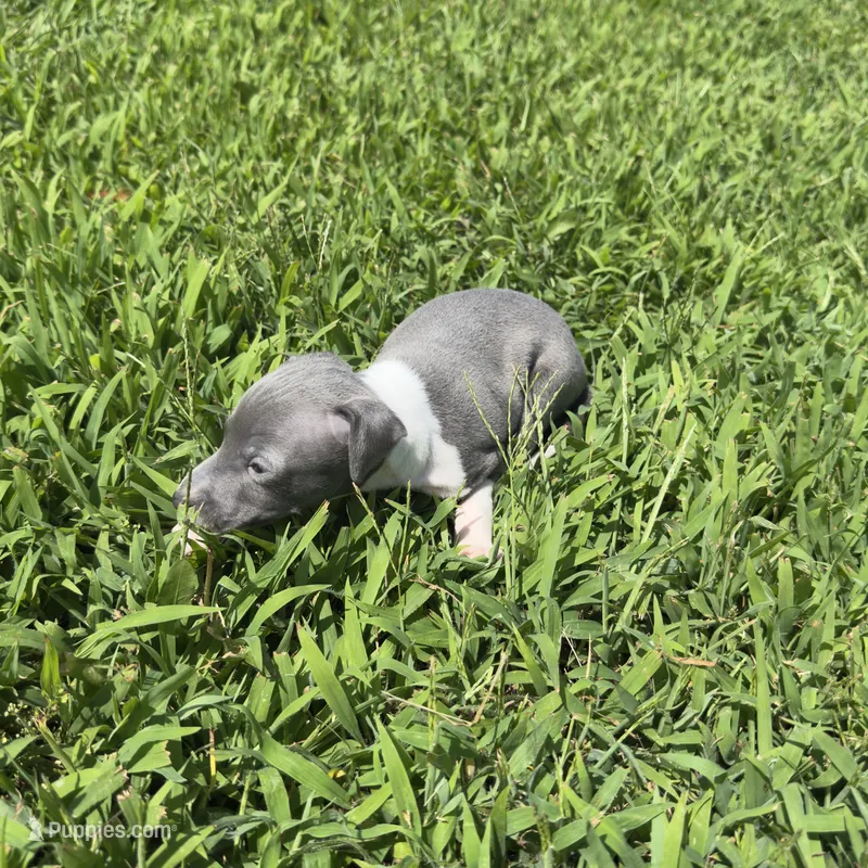 Louie – Italian Greyhound puppy for sale in Norwood, MO