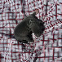 Paulie, a male Italian Greyhound for sale in Norwood, MO – 4 of 6