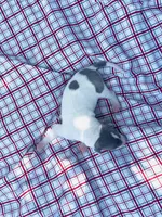 “Benji”, a male Italian Greyhound for sale in Norwood, MO – 9 of 10