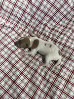 “Frankie”, a male Italian Greyhound for sale in Norwood, MO – Photo 8 of 8