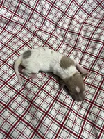 “Frankie”, a male Italian Greyhound for sale in Norwood, MO – Photo 2 of 8