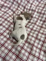 “Frankie”, a male Italian Greyhound for sale in Norwood, MO – Photo 4 of 8