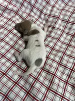 “Frankie”, a male Italian Greyhound for sale in Norwood, MO – Photo 3 of 8