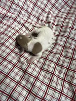 “Frankie”, a male Italian Greyhound for sale in Norwood, MO – Photo 6 of 8