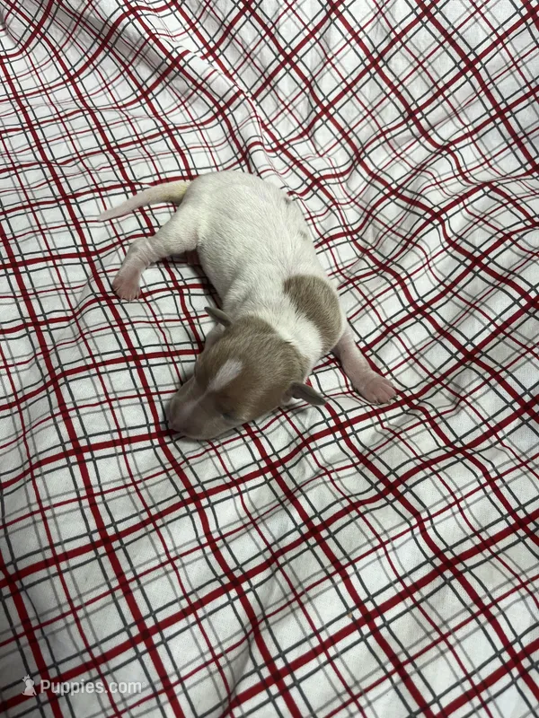 “Frankie” – Italian Greyhound puppy for sale in Norwood, MO