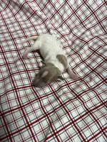 “Frankie”, a male Italian Greyhound for sale in Norwood, MO – Photo 1 of 8