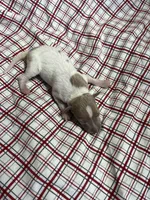 “Frankie”, a male Italian Greyhound for sale in Norwood, MO – Photo 7 of 8