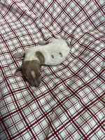 “Frankie”, a male Italian Greyhound for sale in Norwood, MO – Photo 5 of 8