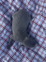 Judd, a male Italian Greyhound for sale in Norwood, MO – 9 of 9