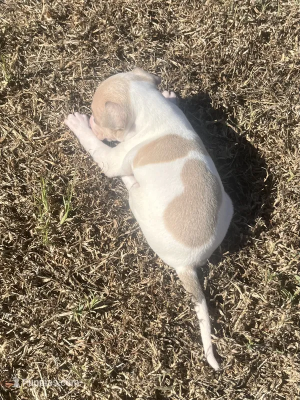 Benji – Italian Greyhound puppy for sale in Norwood, MO