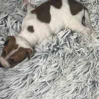 “Jake”, a male Italian Greyhound for sale in Norwood, MO – Photo 5 of 10