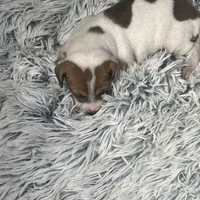 “Jake”, a male Italian Greyhound for sale in Norwood, MO – Photo 3 of 10