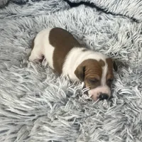 “Jake”, a male Italian Greyhound for sale in Norwood, MO – Photo 9 of 10