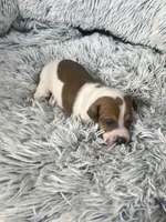 processed/a57ee935-70d6-4347-a04a-67e8d80a004c/listing/d7db7334-3073-4526-8dbb-efed8abd6696/37f4a263-d3d9-4184-8329-3534d4344549