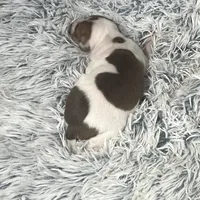 “Jake”, a male Italian Greyhound for sale in Norwood, MO – Photo 6 of 10