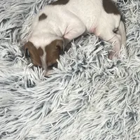 “Jake”, a male Italian Greyhound for sale in Norwood, MO – Photo 2 of 10