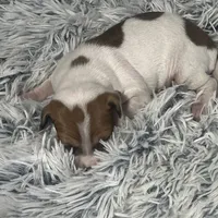 “Jake”, a male Italian Greyhound for sale in Norwood, MO – Photo 10 of 10