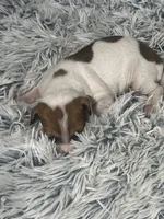 processed/a57ee935-70d6-4347-a04a-67e8d80a004c/listing/d7db7334-3073-4526-8dbb-efed8abd6696/7d99685c-edf7-428a-a1cc-5e932578a3d1