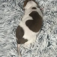 “Jake”, a male Italian Greyhound for sale in Norwood, MO – Photo 8 of 10