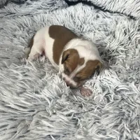 “Jake”, a male Italian Greyhound for sale in Norwood, MO – Photo 1 of 10