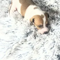 “Jake”, a male Italian Greyhound for sale in Norwood, MO – Photo 4 of 10