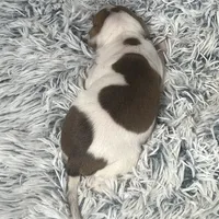 “Jake”, a male Italian Greyhound for sale in Norwood, MO – Photo 7 of 10