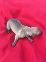 Ariel, a female Italian Greyhound for sale in Norwood, MO – 5 of 5