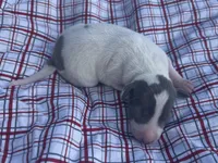 Tuck, a male Italian Greyhound for sale in Norwood, MO – 5 of 10