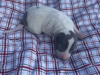 Tuck, a male Italian Greyhound for sale in Norwood, MO – 9 of 10