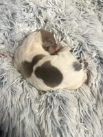 Benji, a male Italian Greyhound for sale in Norwood, MO – 5 of 8